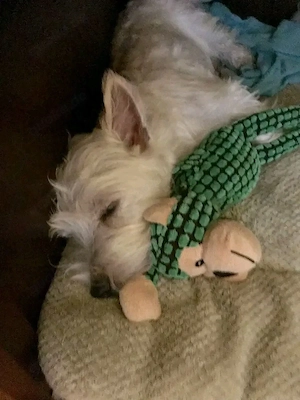 Wunderschöne Schnauzerwelpen suchen ein neues Zuhause