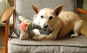 Wunderschöne Schnauzerwelpen suchen ein neues Zuhause