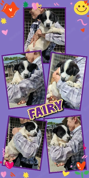 bezaubernder Welpenjunge "Fairy" sucht ein liebevolles Zuhause 