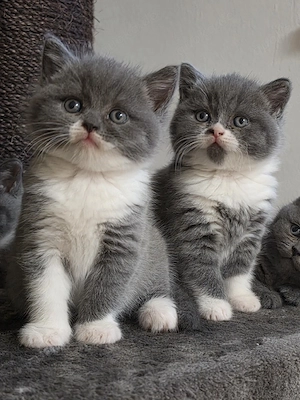 Britisch Kurzhaar, BKH Kitten