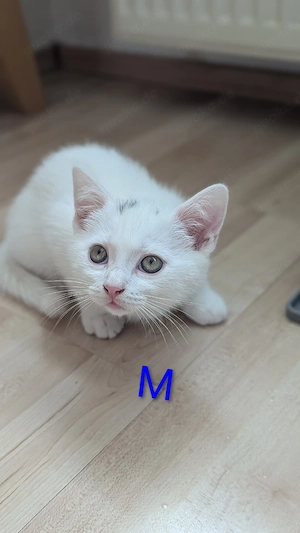 Noch 2 Süße BKH-Mix Kitten abzugeben