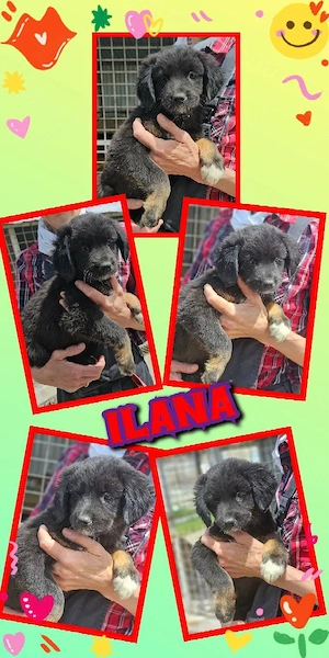zuckersüßes Welpenmädchen "Ilana" sucht ein liebevolles Zuhause 