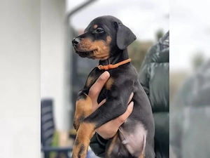 Susss Dobermann welpen!!