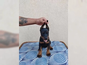 Zuckersüßen Dobermann Welpen!!