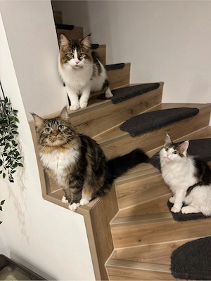 Liebevolle Katzenbetreuung 