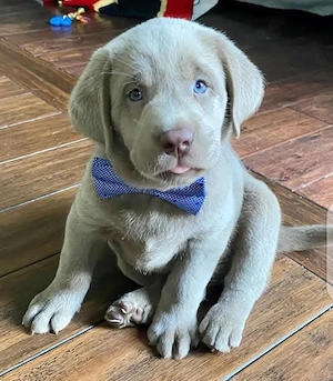Labrador-Welpen suchen ein liebevolles Zuhause!