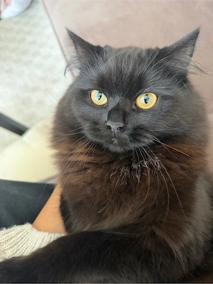 perser maincoon mix katze 