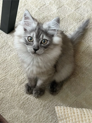 perser maincoon mix 