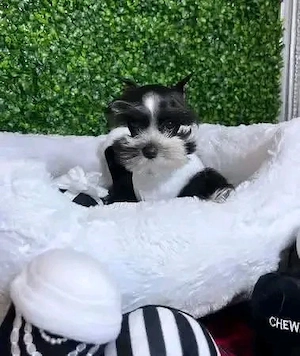 Schnauzerwelpen suchen ein neues Zuhause