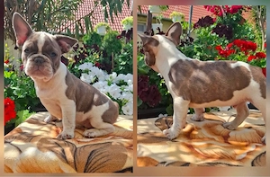 Reinrassige Französische Bulldoggen Welpen suchen ein Traumzuhause