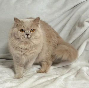 BKH Katze mit Stammbaum