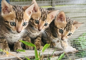 Wunderschöne Bengal Kitten abzugeben