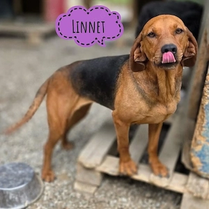 Linett, sanfte, liebe und verschmuste Polnische Bracke Mix