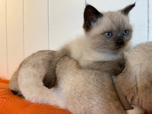 BKH Katze Kitten