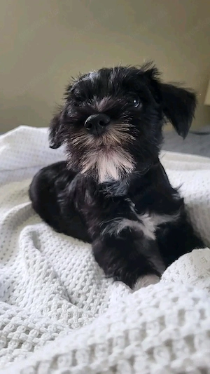 Schnauzerwelpe sucht neues Zuhause