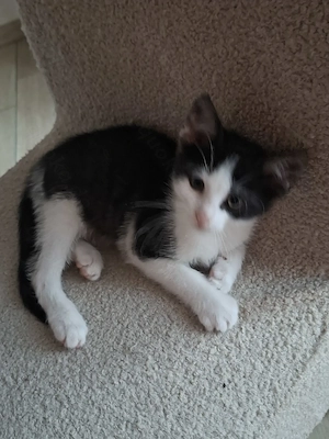 Süße Kitten suchen neues Zuhause