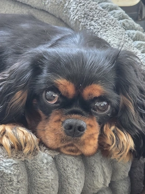 Cavalier King Charles Spaniel Hündin mit FCI Ahnentafel 