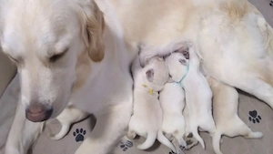 Schöne Golden Retriever Welpen verfügbar ab dem 15. Juni 2026