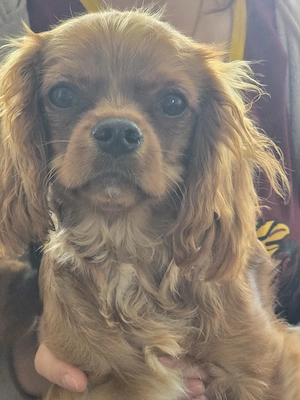 Cavalier King Charles Spaniel Rüde-Ruby