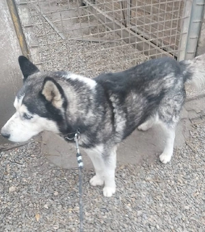 Hatchiko sucht sein Glück  Bild 5