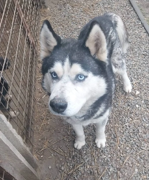Hatchiko sucht sein Glück  Bild 3