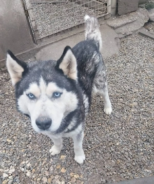 Hatchiko sucht sein Glück  Bild 4