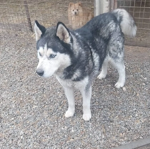 Hatchiko sucht sein Glück 