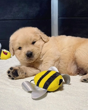 Golden Retriever Liebe und Rettungszentrum