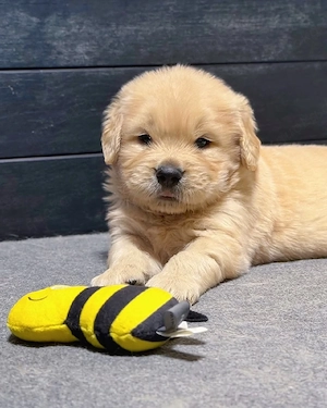 Golden Retriever Liebe und Rettungszentrum