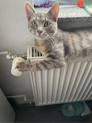 Süßer Kater sucht ein liebevolles Zuhause.
