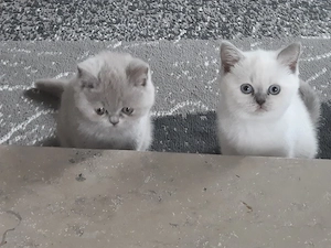 Zauberhafte Kitten    Abholbereit 