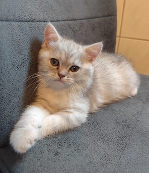 BKH Perser Kitten 