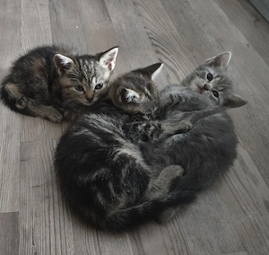 Katzenbabys suchen ein Zuhause