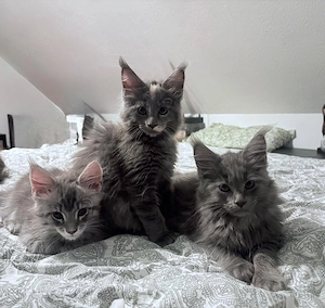 Maine Coon Kitten Blue Smoke mit Stammbaum