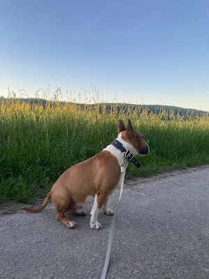 Miniatur Bullterrier Rüde 