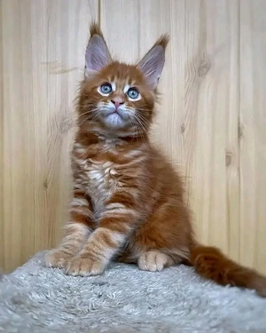 Maine-Coon-Kätzchen in Standardgröße, männlich und weiblich