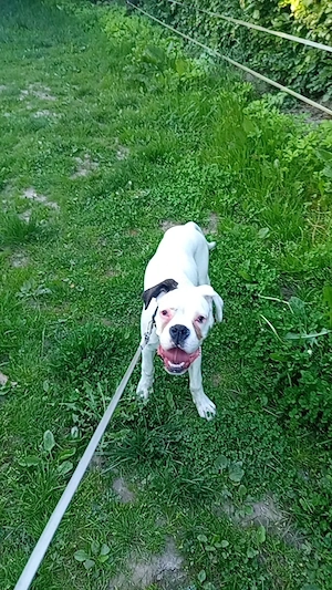 Boxerwelpe abzugeben 