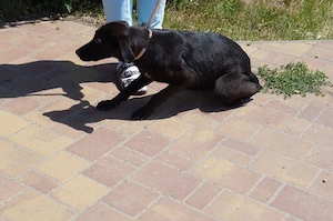 Betty zuhause gesucht 
