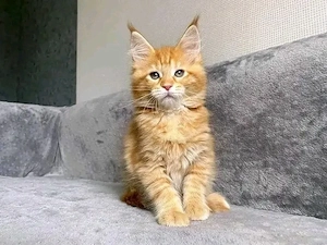 Reinrassige Maine-Coon-Kätzchen