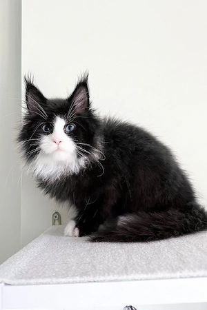 Wunderschöner Maine Coon Mix   Waldkatzen-Kitten (14 Wochen, Männchen)   Ein blauäugiger Traum!
