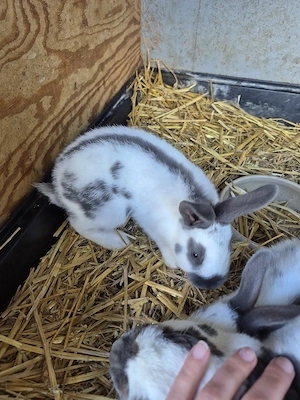 Kaninchen   Kleinschecken   Juntiere