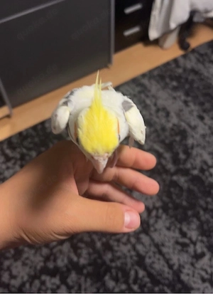 nymphensitich 
