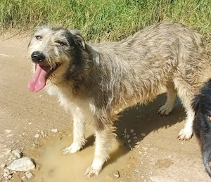 LARA - so ein tolles Hundemädchen (wartet in Rumänien)