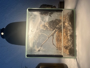 Caribena Versicolor inklusive Terrarium 