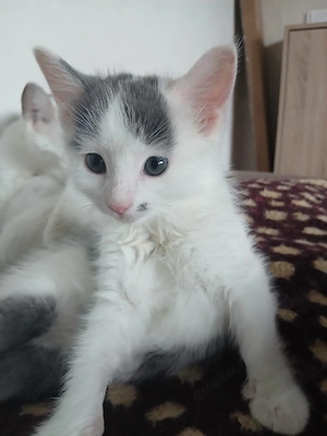 Katzen Babys