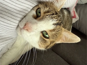 zuhause für 2 katzen 