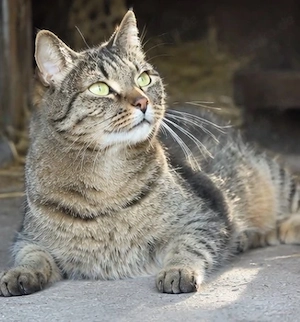 KOSTENLOS! Junge Hofkatze sucht liebevolles Zuhause mit Freigang