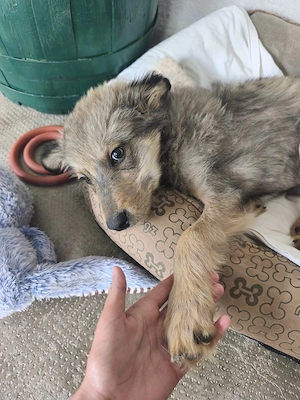 Collie Mix Welpe 3Mon Rüde BUNDESWEIT ausreisebereit 