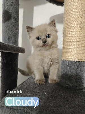 Reinrassige Ragdoll Kitten - Kätzchen mit Stammbaum 