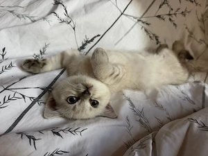 bkh kitten zu verkaufen 